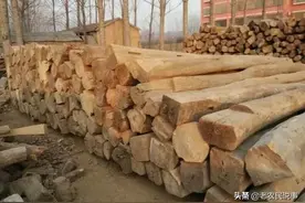 农村当柴烧的榆木，木材价值比肩红木，为啥？榆木好在哪？图片