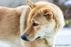 俗语“狗无八年，鸡无六载”有道理吗？十年的鸡头真不能吃吗？图片