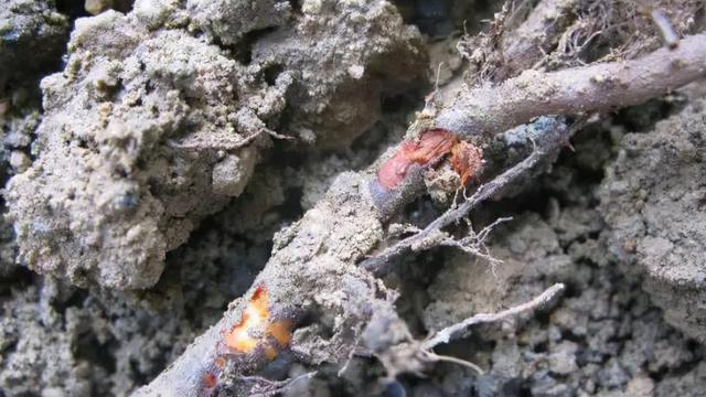 气温低导致的根系差，长势弱。要怎么改变才能增产增量