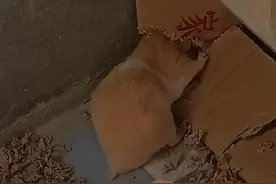 大家喜欢仓鼠，都养什么品种的仓鼠了图片