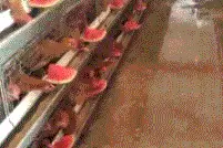 搞笑GIF:大爷从轮椅上站起来了，真是医学奇迹！图片