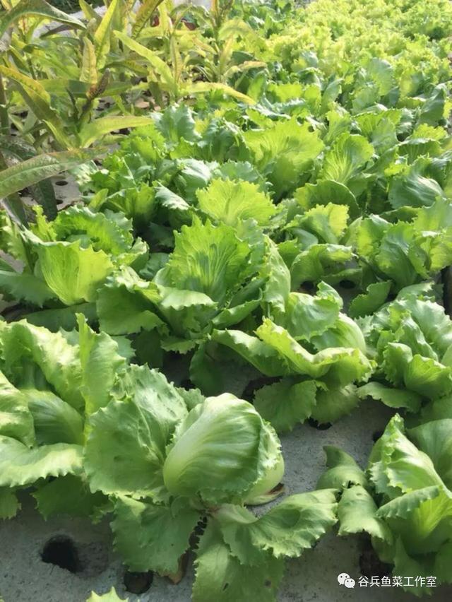 鱼菜共生植物缺素新认知