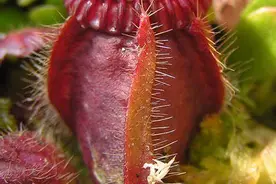 当植物爱上吃肉图片