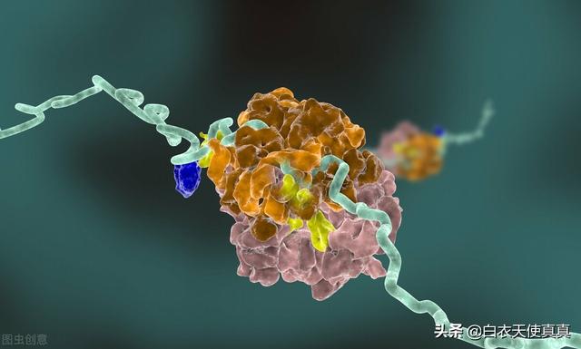 人人都离不开的蛋白质分几类，一天摄入多少蛋白质合适，别乱补了