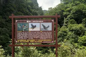 走进重庆五里坡 探秘新晋世界自然遗产地的“生态密码”图片