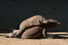 雌性科莫多巨蜥可独自繁殖后代，人类若有此能力还需不需要男人？图片