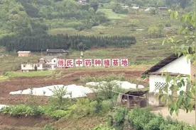 黄精当果脯，筠连这家公司办到了！图片