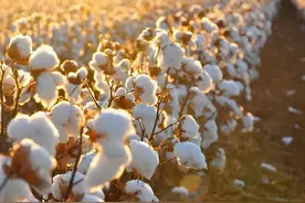 没想到没想到，人民币的原材料竟是它图片