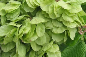 榆树，一种寓意好又特别实用的树，特殊时候能救命图片