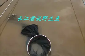 浙江男子河里钓了条大鲤鱼，发朋友圈炫耀，结果朋友都劝他不要吃图片
