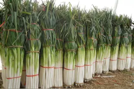 如何种出优质大葱？抓好这5点，葱白又长又粗图片