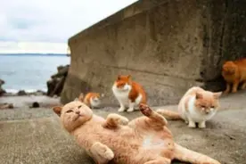 这座岛叫做猫岛，岛上是能自力更生的猫猫图片