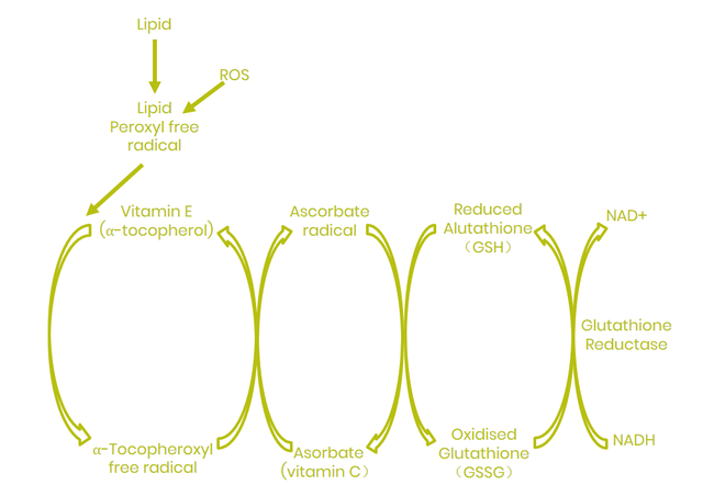 维生素营养与动物健康（二）
