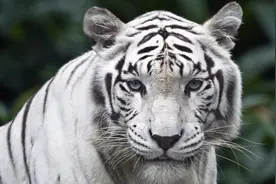 俗话说：“白虎不过堂，家富人丁旺”，白虎指的是啥？有无道理？图片