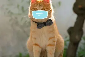 防疫猫咪组图走红！苏州90后团队：防疫也可以“萌萌哒”，谁不喜欢小猫咪呢？图片