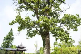 取名喜欢用的“梓”字，到底有什么文化内涵？图片