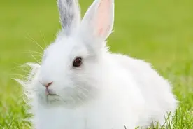 女儿突然被别人家养的宠物兔咬伤，后续赔偿两家吵翻！专家：兔子急了真咬人图片