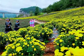 赏秋菊了！乌当400亩菊花盛开图片