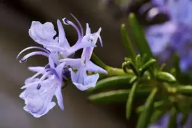 可以吃的盆栽——迷迭香，能煎牛排能泡茶，你知道怎么养护吗？图片