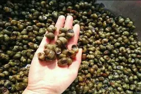 10斤不到2两肉，30年前农村多得是，如今靠养殖，颇受欢迎！图片