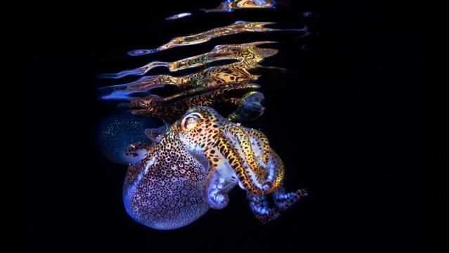 科学家揭秘水下生物的共生关系：借我一个肩膀，还你整片天空