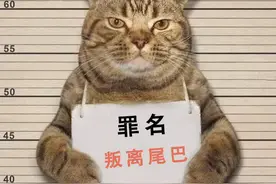 猫的“追尾”行为：我只是犯了每只小猫咪都会犯的错误图片