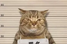 猫的“追尾”行为：我只是犯了每只小猫咪都会犯的错误图片