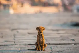 狗可以在没有人类的世界中生存吗？图片