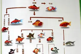 金鱼的由来，从古代出现到现如今风靡全球，它是如何一步步转变的图片