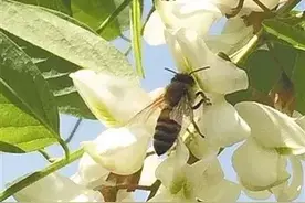 养蜂轶事：放蜂偏惹风流事，行为不端老来难。养蜂要有修行心图片