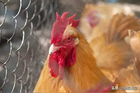 浅析春季常见鸡病的预防与治疗图片