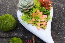 组合盆栽如何搭配，色泽才是精华，注意三个细节图片
