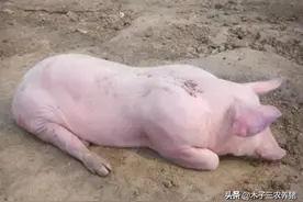 通过猪的行为可以判断猪生病？教你5招，把握住最佳治疗时间！图片