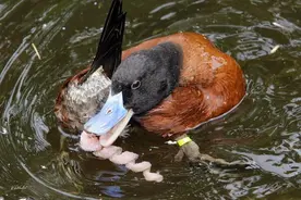 鸭子是如何交配的？矛与盾的碰撞，奇怪的知识又增加了图片