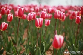 太太太惊艳！烟台这几处郁金香花海美到心醉！图片