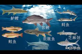 最新野生动物保护法已公布，这些鱼不能再钓了！钓了犯法或受牢狱图片