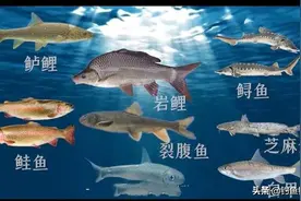 最新野生动物保护法已公布，这些鱼不能再钓了！钓了犯法或受牢狱图片