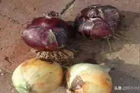 洋葱是买紫皮的好还是白皮的好？原来区别这么大，可别再买错了！图片