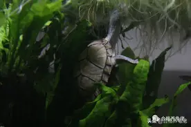 为什么有些时候不建议你养龟？图片