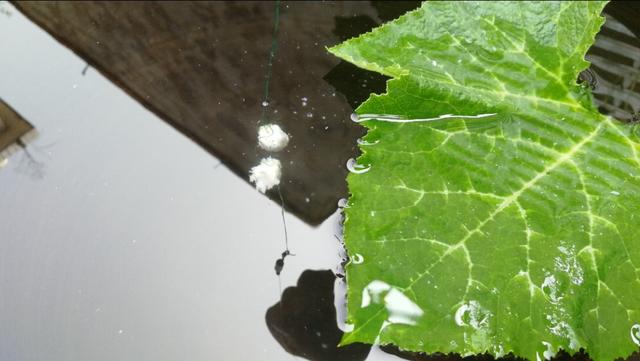 这才是调漂的正确方法和应对办法，学会再也不怕错过任何一个鱼口