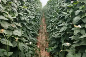 豆角种子我只认“杰优”品牌图片