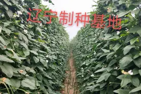 豆角种子我只认“杰优”品牌图片