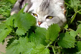 神奇的猫薄荷，深受猫咪的喜爱，有危害吗？图片