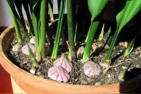 一种独特的“喜荫花”，它非常好养，单独一棵只长一片叶子图片