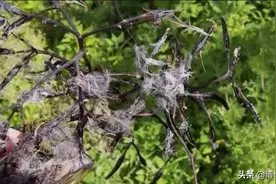 这种树堪称鸟类杀手，鸟类一旦遭遇则无法逃脱，只能依靠人类帮助图片