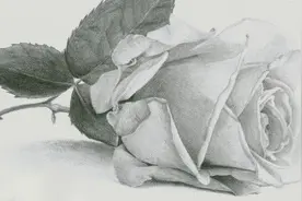 超写实 素描 画 植物图片