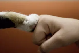 被猫抓了也要警惕，尤其是出现这4个症状，抓紧去医院检查！