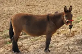 为什么会有人说骡子怀孕必死无疑？难道骡子真的不能传宗接代吗？图片