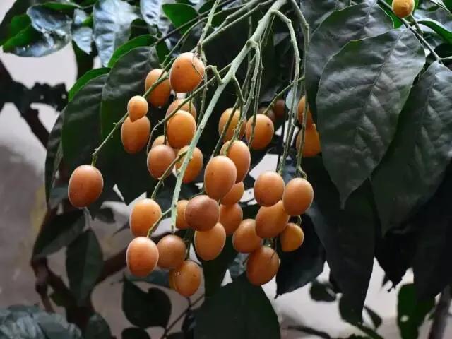 海南的水果上市时间表你知道有什么水果吗？