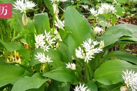 欧洲人不吃“韭菜”？净瞎说图片